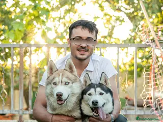 Husky Siberiano perros Husky Siberiano - Cachorros - Anuncio 1
