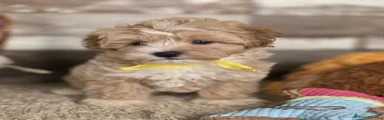 Maltipoo 2