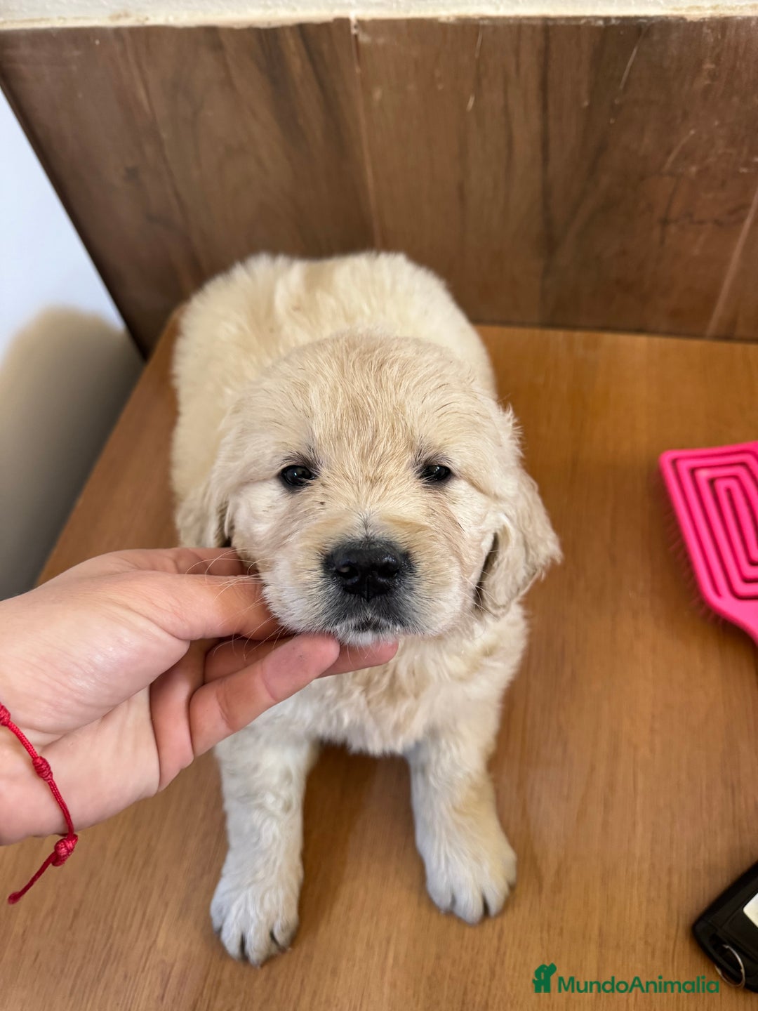 Golden Retriever perros en venta: golden retriever  - Anuncio 1