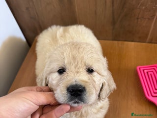 Golden Retriever perros golden retriever - Anuncio 1