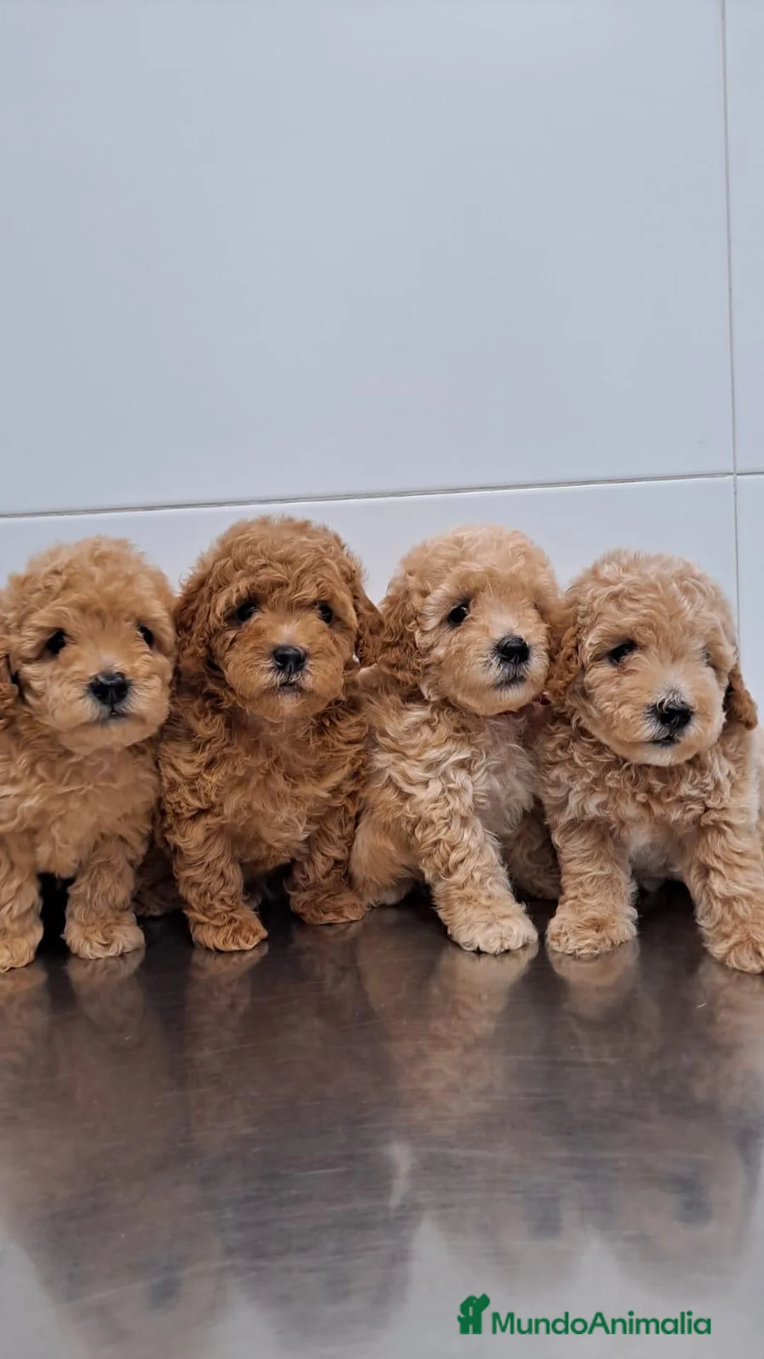 Caniche Toy perros en venta: Camada Caniches - Anuncio 1