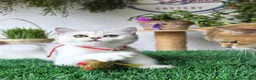 Británico de Pelo Corto gatos en venta: Gatitos british shorthair  - Anuncio 5