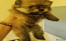 Pomerania perros en venta: Lulu de pomerania - Imagen 2