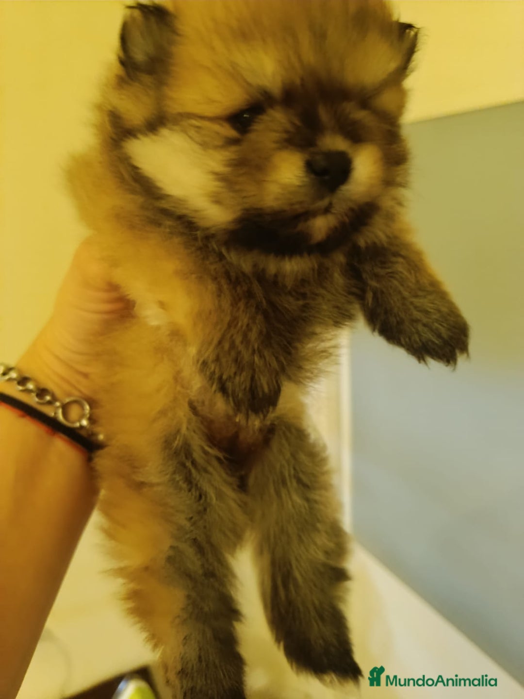 Pomerania perros en venta: Lulu de pomerania - Imagen 2