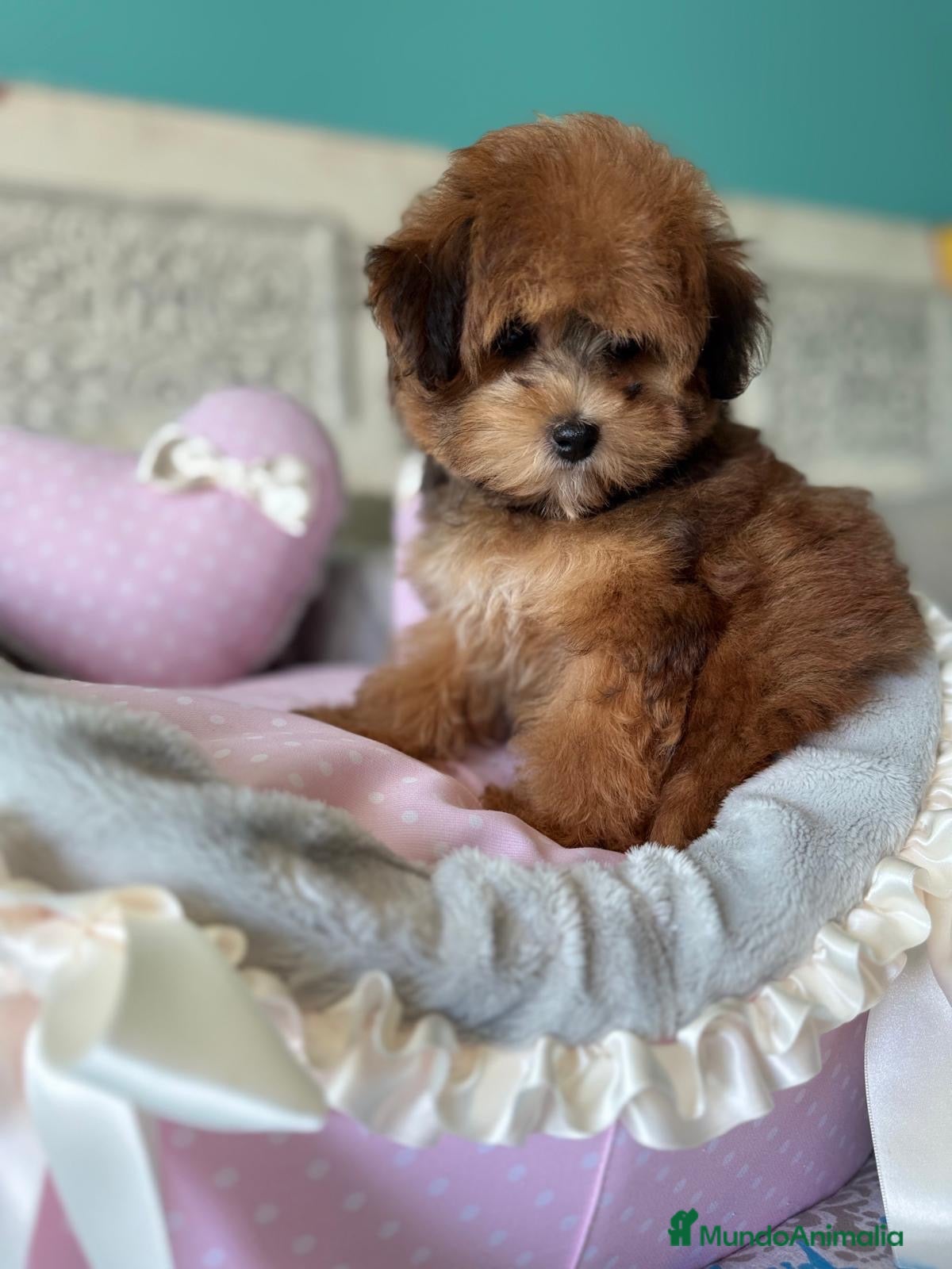 Maltipoo perros en venta: Maltipoo Hembra Toy !!! - Anuncio 4