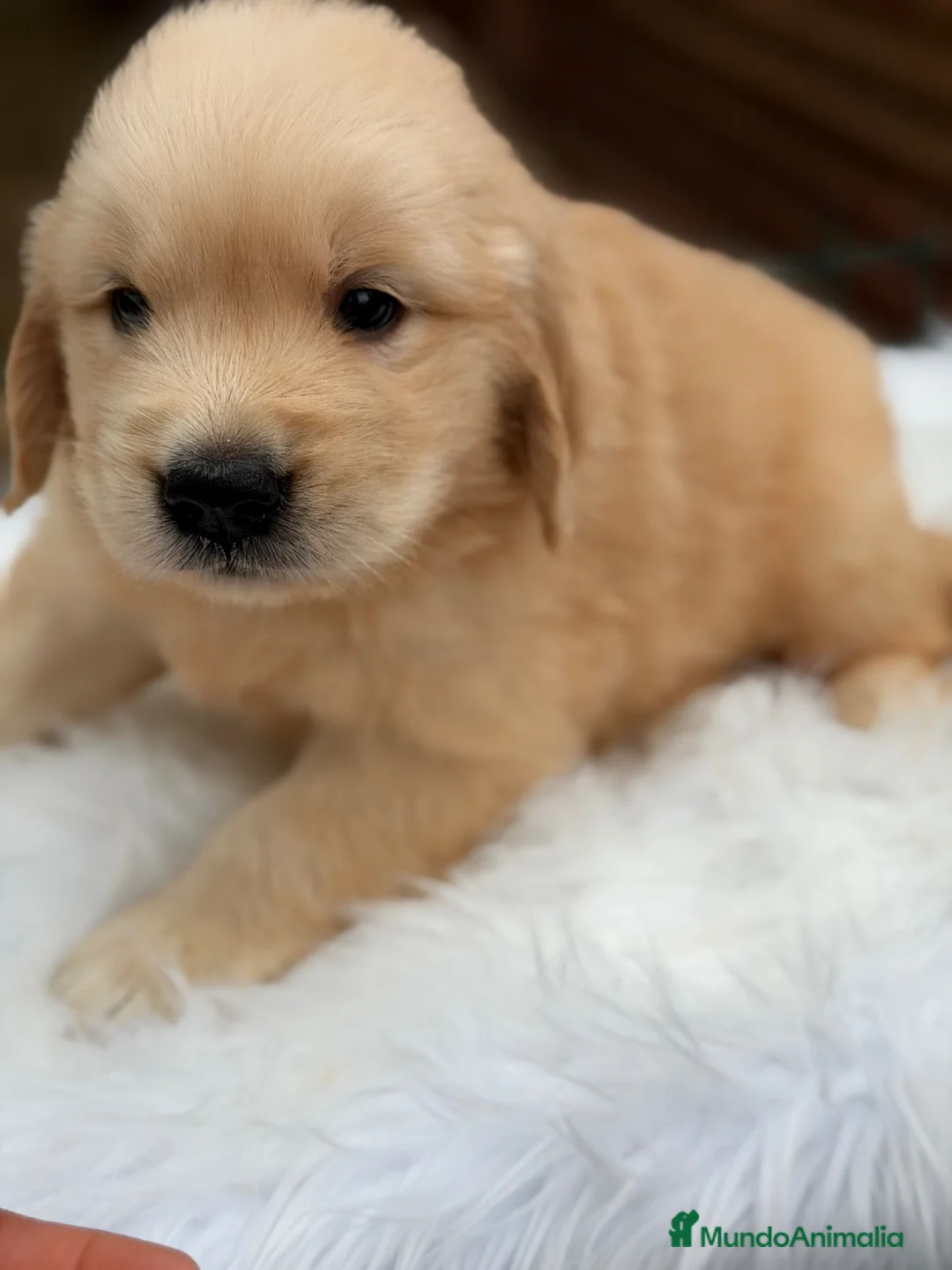 Golden Retriever perros en venta: Golden retriever dorados  - Anuncio 2