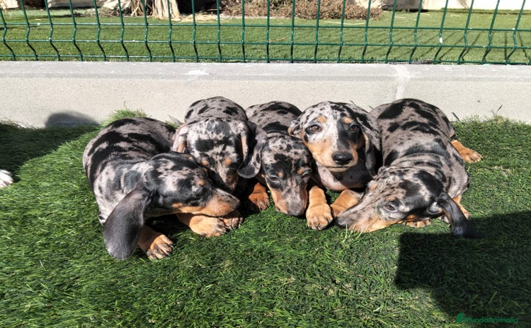 Teckel perros - Anuncio 3