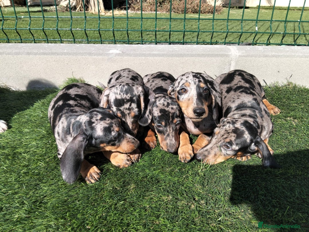 Teckel perros en venta: Teckel Arlequin - Imagen 1
