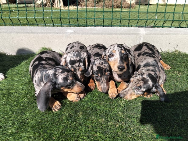 Teckel perros - Anuncio 2