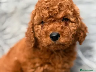 Caniche Mediano perros Caniche mini - Anuncio 1