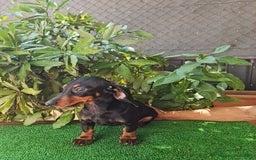 Teckel perros en venta: Teckel  canichen - Imagen 11