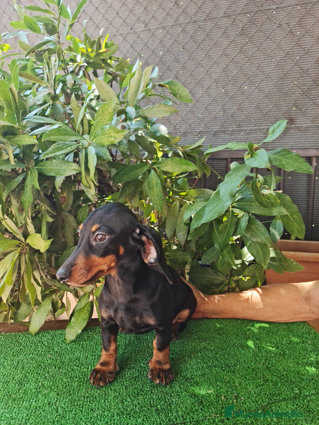 Teckel perros en venta: Teckel  canichen - Imagen 11