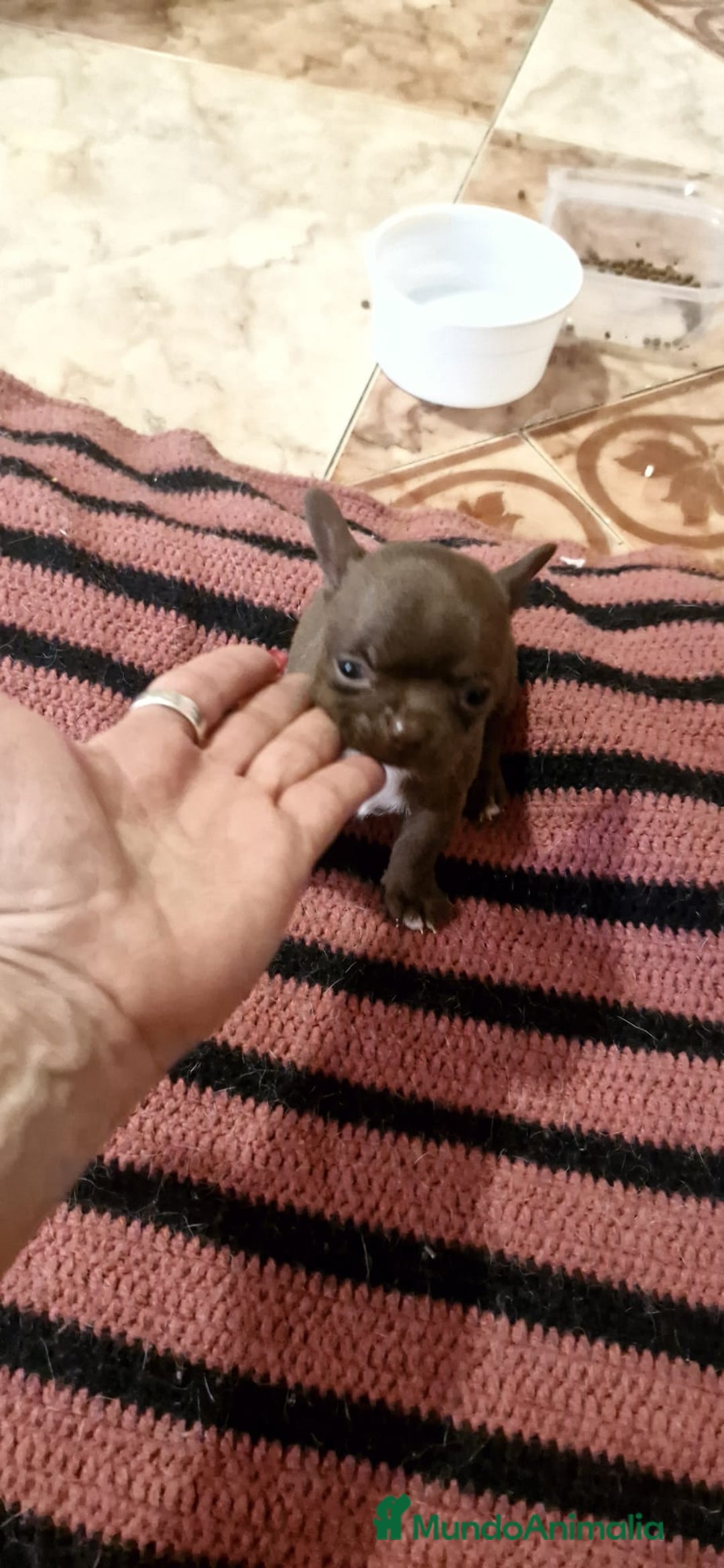 Chihuahua perros en venta: Chihuahua toy exóticos  - Anuncio 8