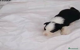Border Collie perros en venta: Border collie  - Imagen 20