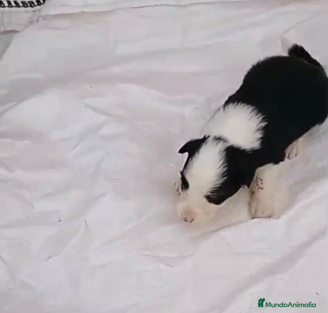 Border Collie perros en venta: Border collie  - Imagen 20