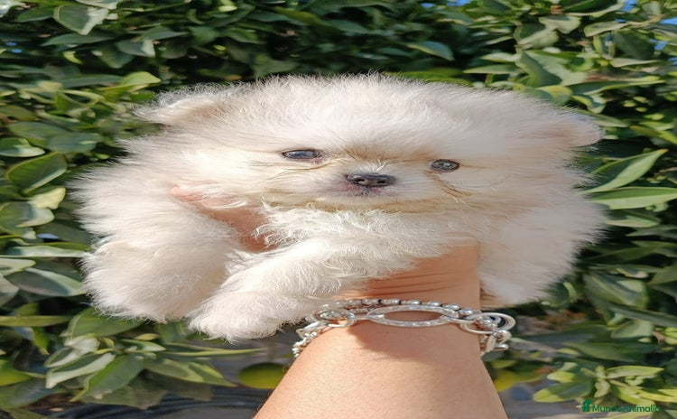 Pomerania perros en Cádiz - Anuncio 1