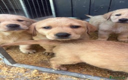Labrador Retriever perros en venta: Labrador retriever  - Imagen 4