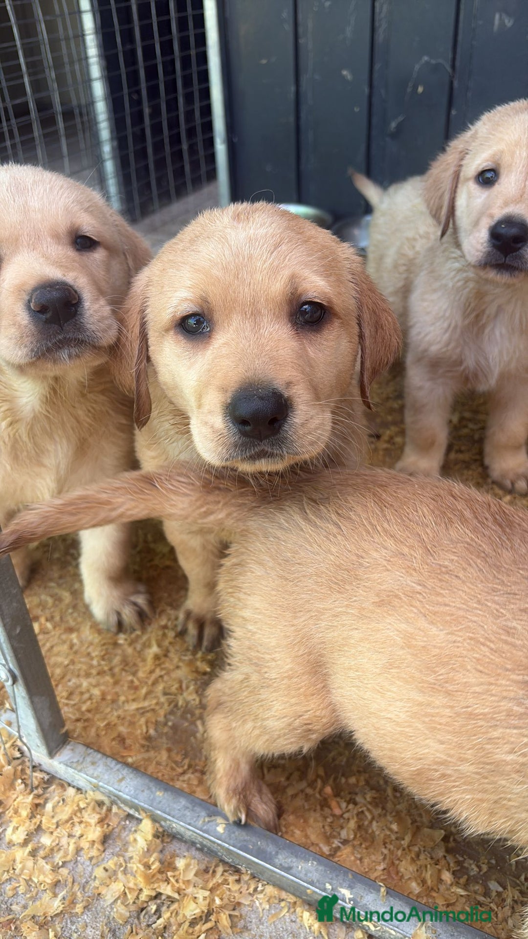 Labrador Retriever perros en venta: Labrador retriever  - Imagen 4