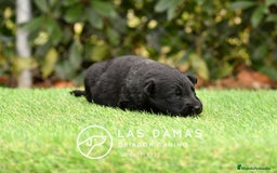 Pastor Alemán perros en venta: Pastor alemán pelo largo color negro disponibles. - Imagen 5