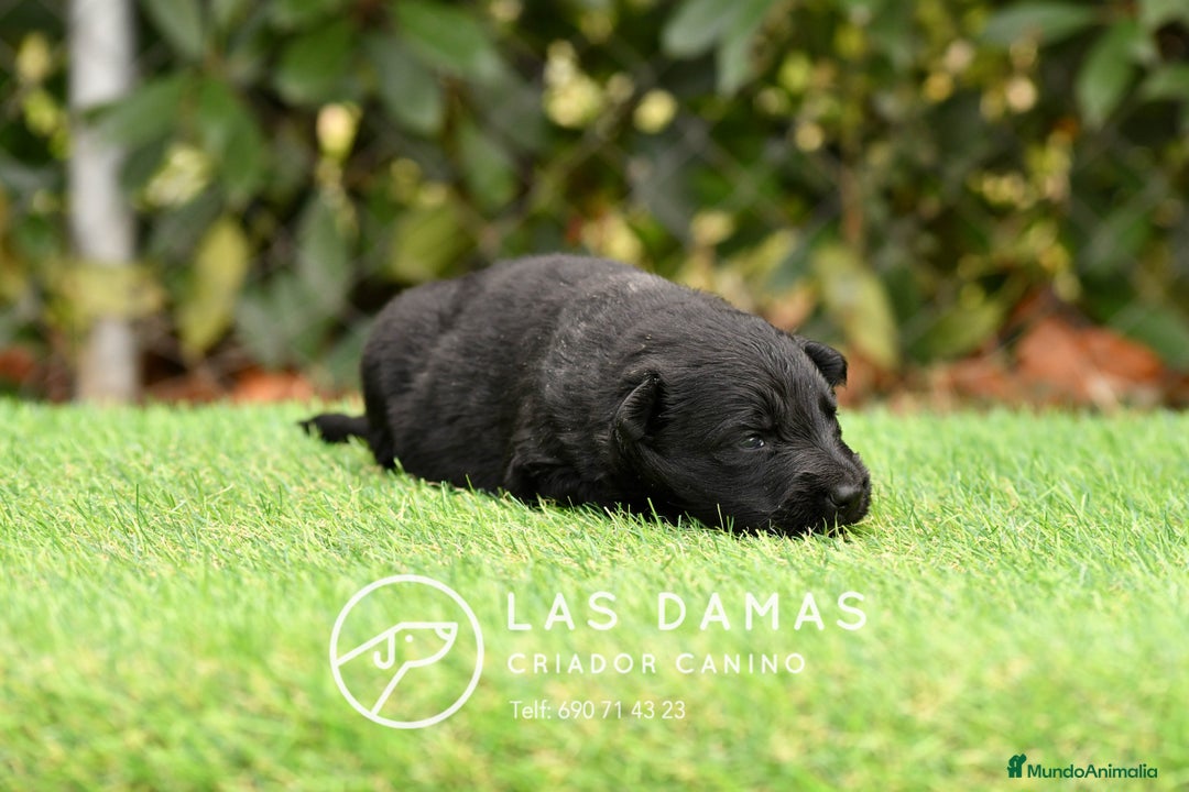 Pastor Alemán perros en venta: Pastor alemán pelo largo color negro disponibles. - Imagen 5