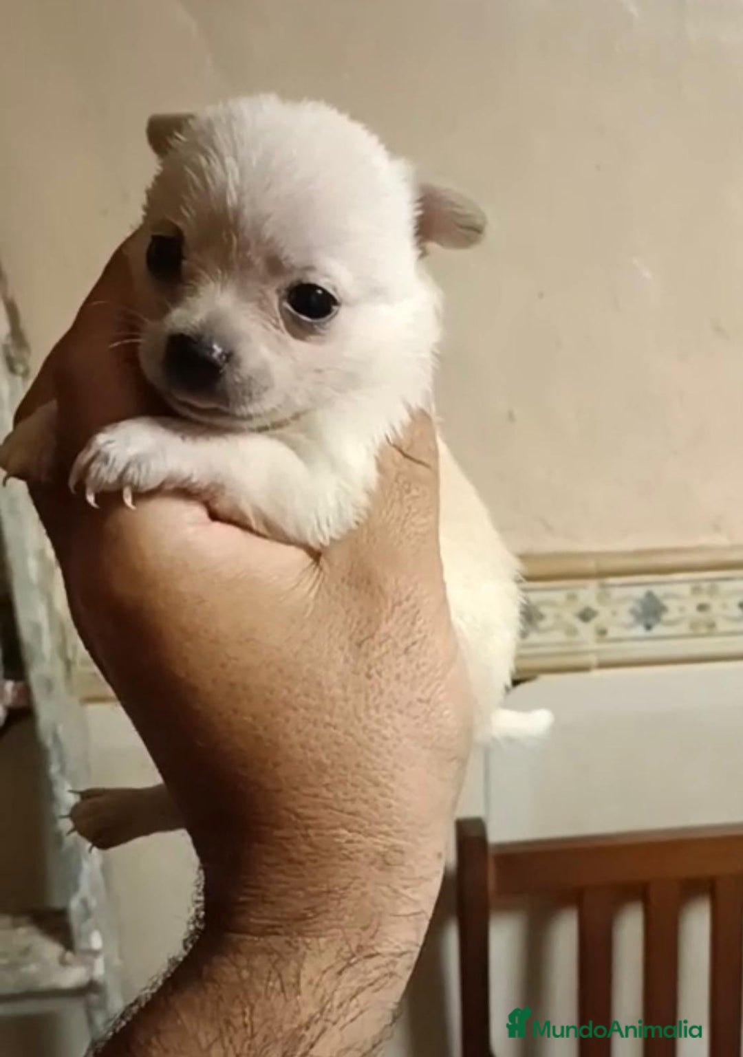 Chihuahua perros en venta: 2 chihuahuas toy - Imagen 3
