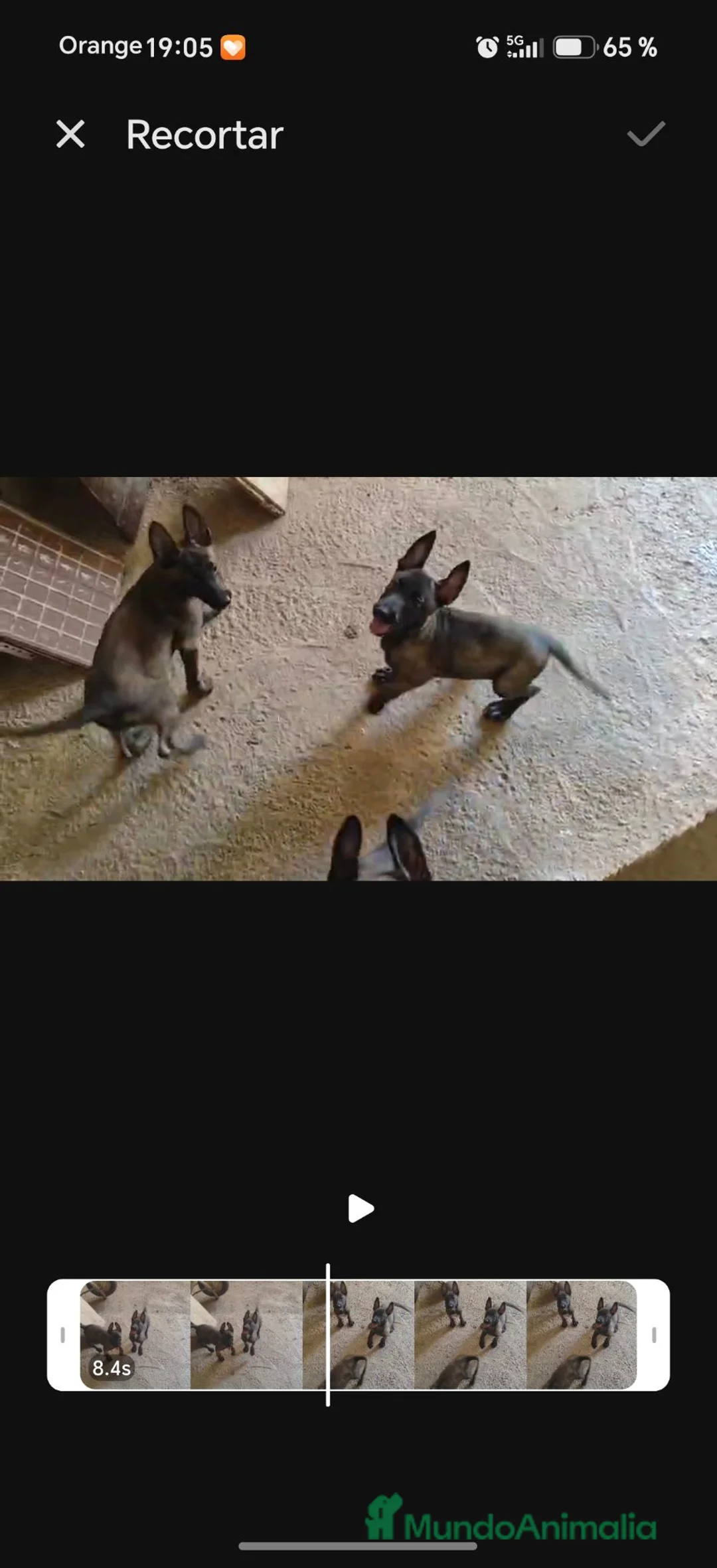 Pastor Belga Malinois perros en venta: Camada de pastor belga - Anuncio 2