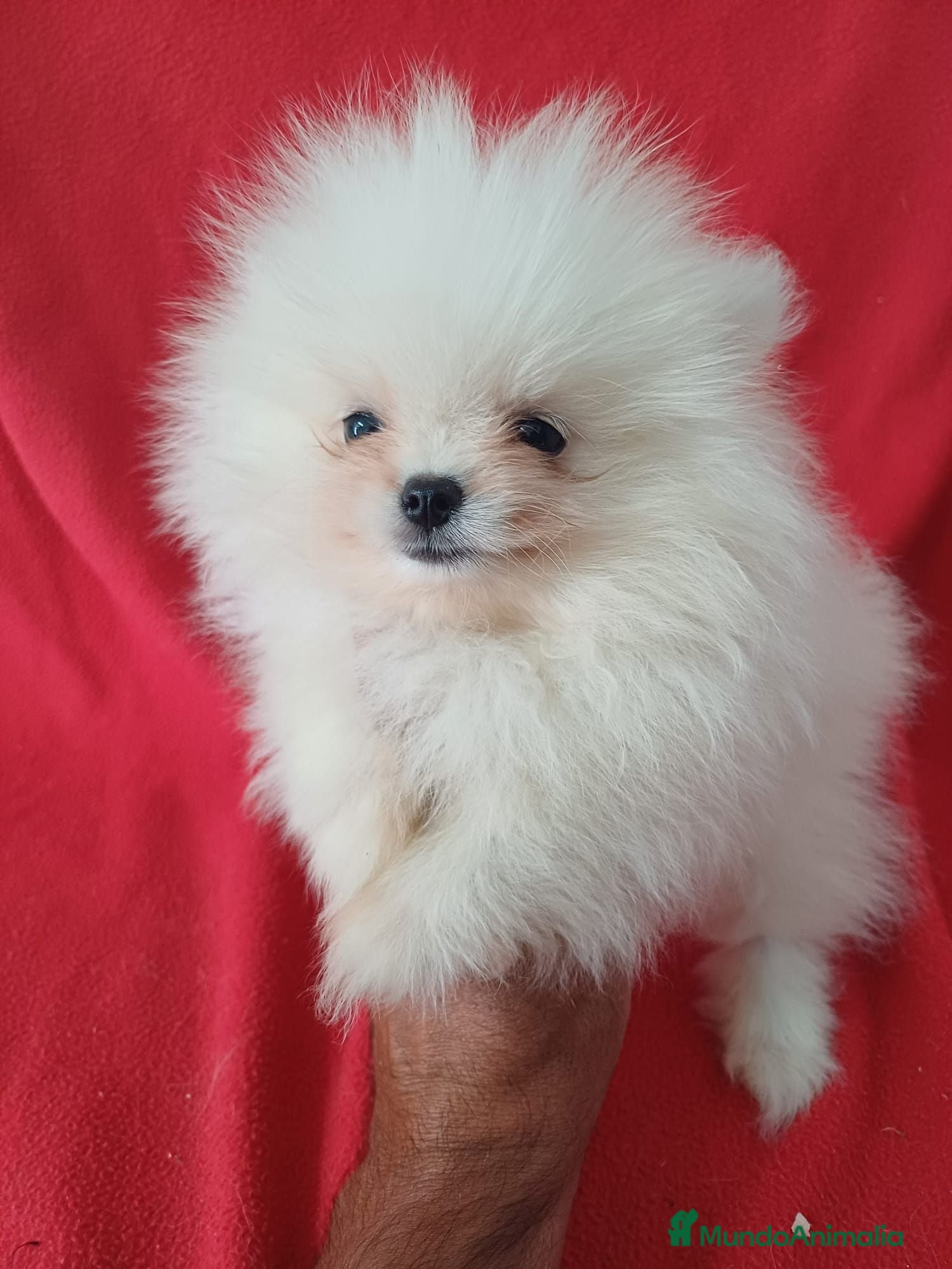 Pomerania perros Pomerania Mini  - Anuncio 2