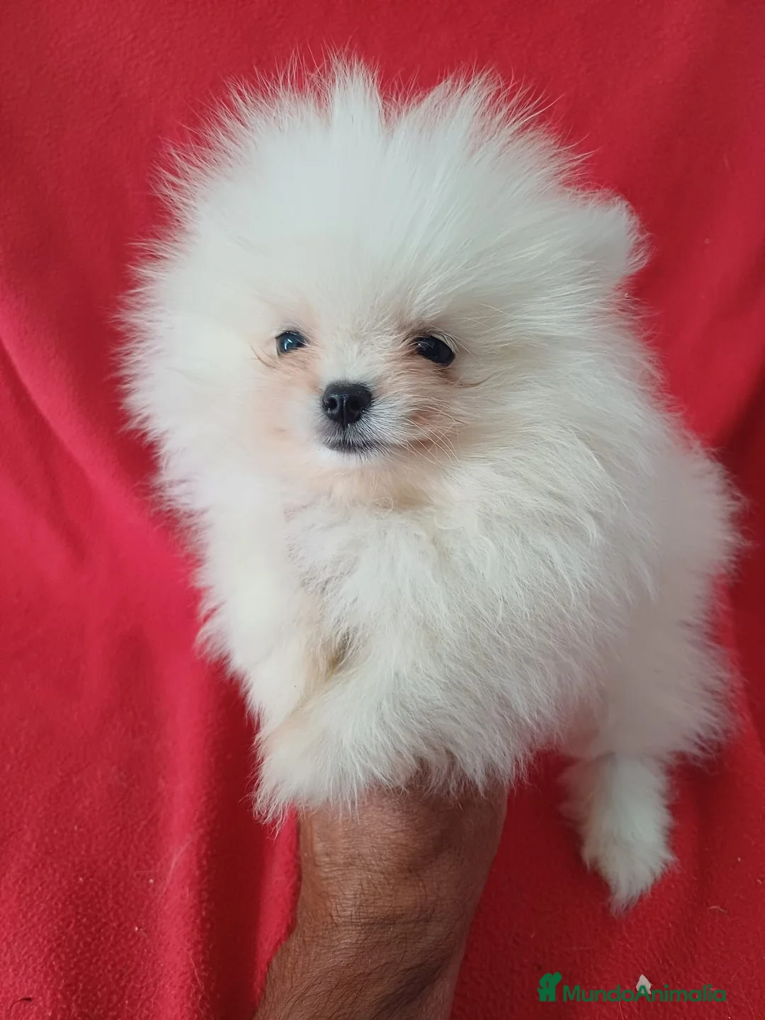 Pomerania perros en venta: Pomerania Mini  - Anuncio 1