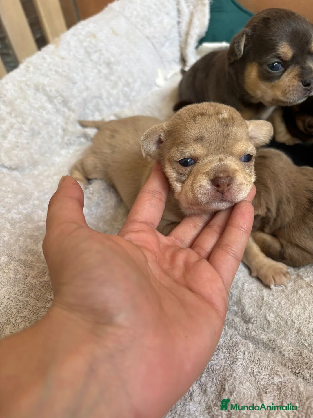 Chihuahua perros en venta: Chihuahua merle hembra🐶🐾 en Alicante - Anuncio 7