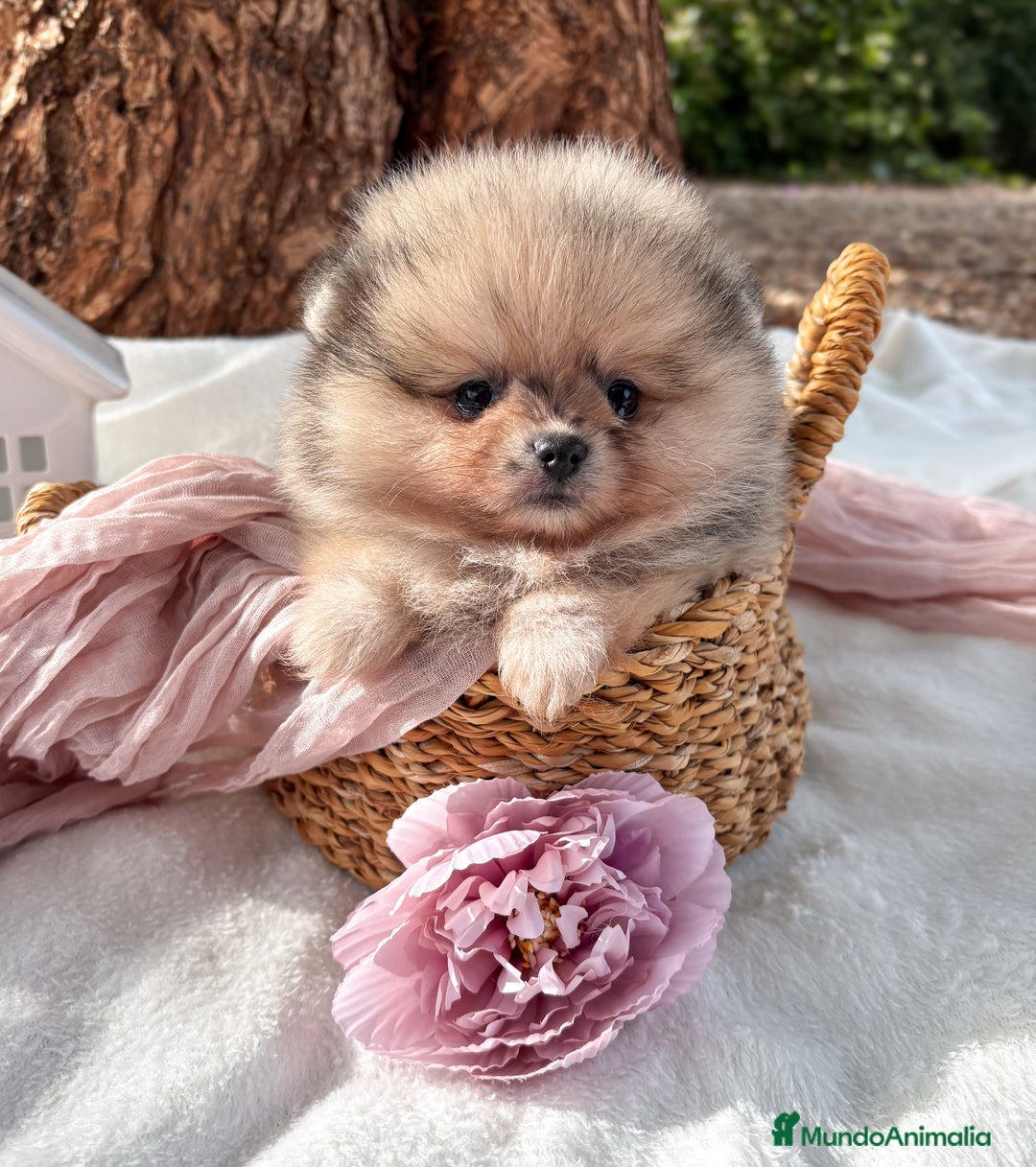 Pomerania perros en venta: Pomerania Merle and Tan - Anuncio 1