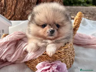 Pomerania perros Pomerania Merle and Tan - Anuncio 21