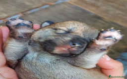 Shiba Inu perros en venta: SHIBA INU SELECCIÓN - Imagen 6