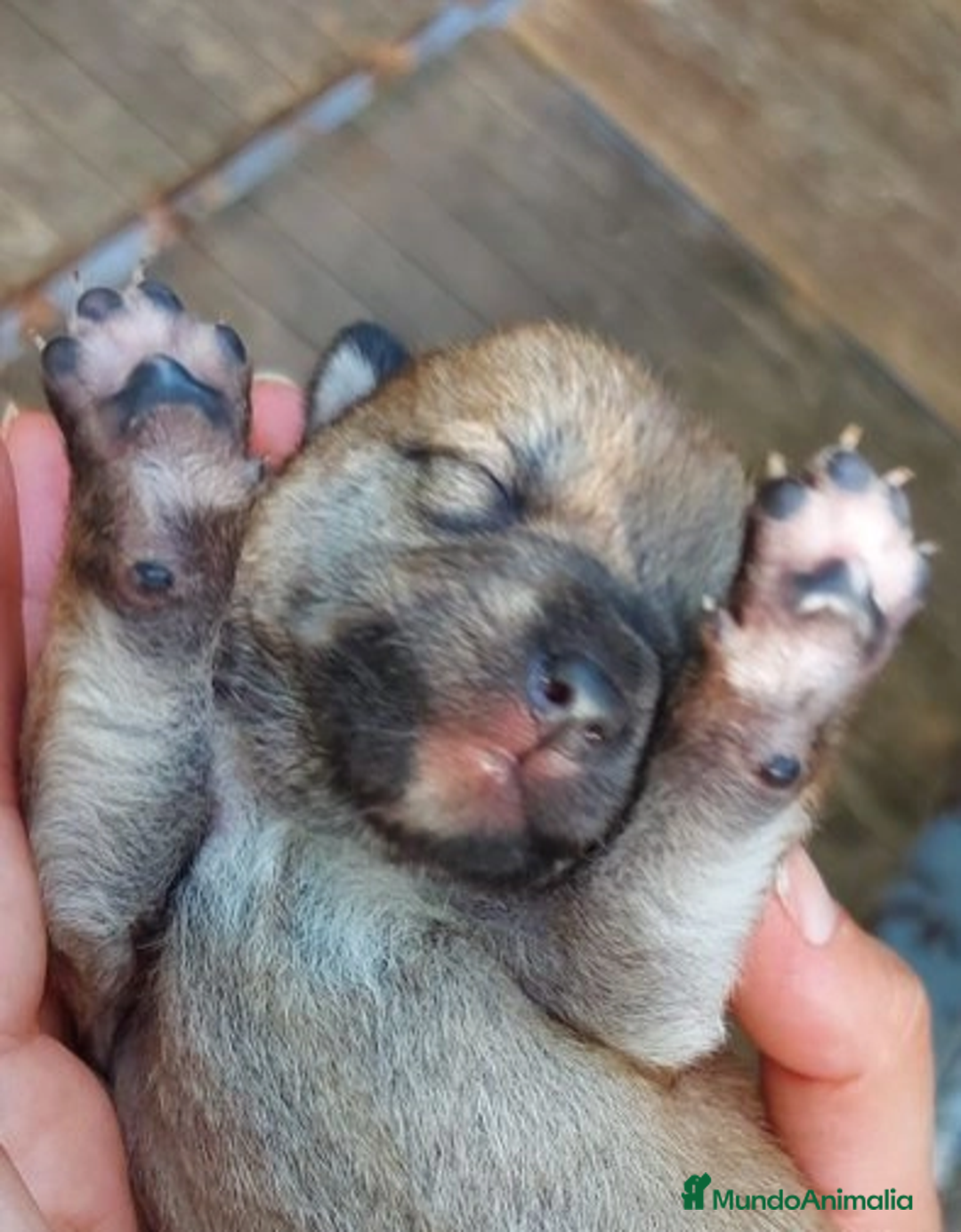 Shiba Inu perros en venta: SHIBA INU SELECCIÓN - Imagen 6