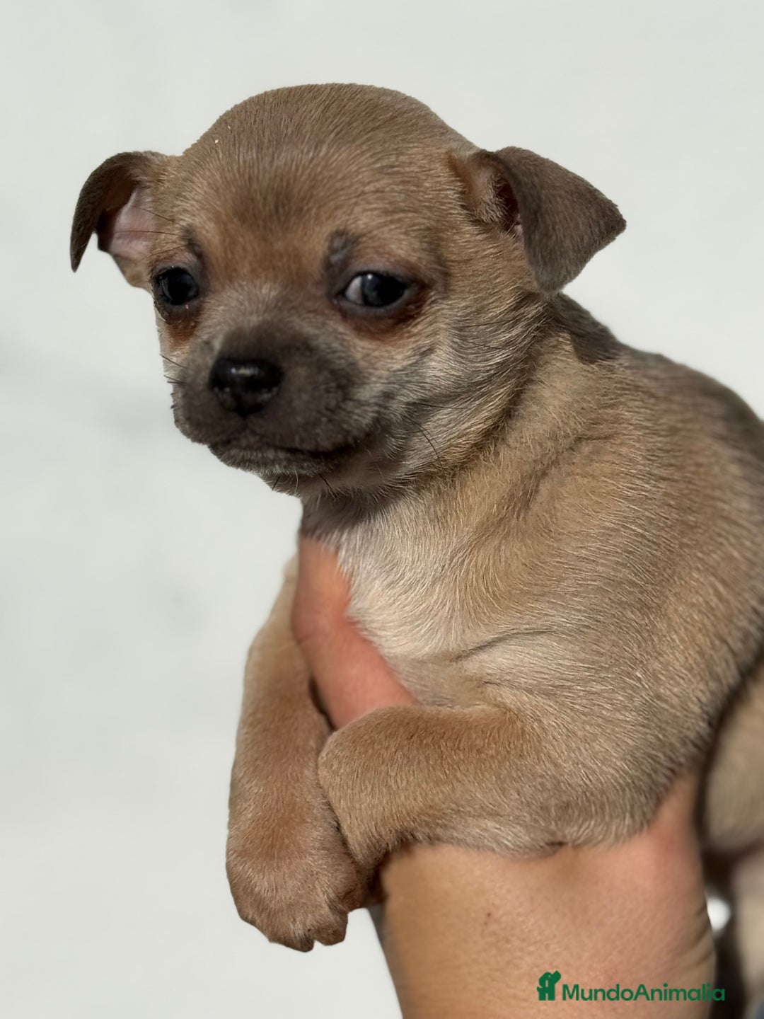 Chihuahua perros en venta: Chihuahua - Anuncio 3