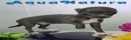 Chihuahua perros en venta: Chihuahua Hembra de Pam y Choco (Ref 4143) - Anuncio 3