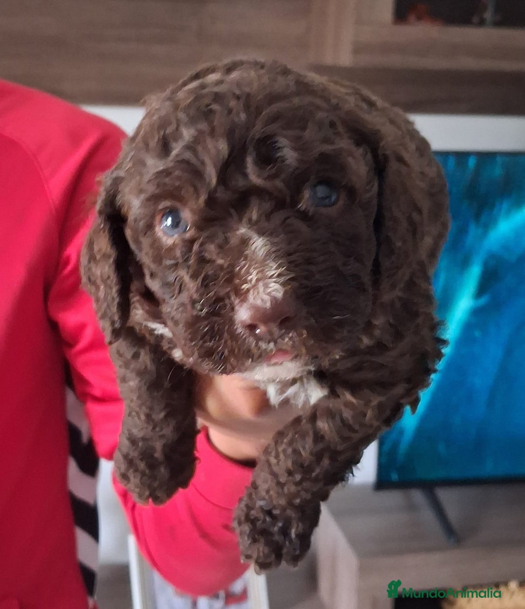 Perro de Agua Español perros en venta: PERRO DE AGUA ESPAÑOL - Anuncio 3