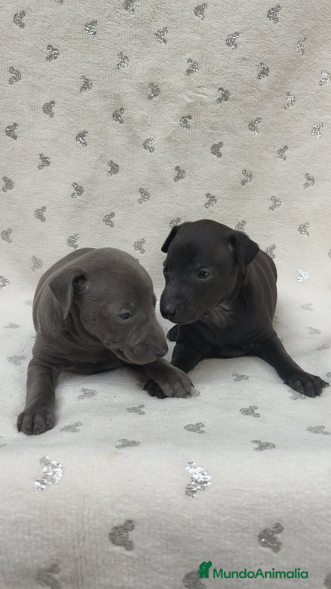 Pequeño Lebrel Italiano perros en venta: Pequeño lebrel Italiano macho - Anuncio 2
