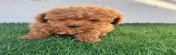Caniche Toy perros en venta: Caniche toy - Anuncio 4