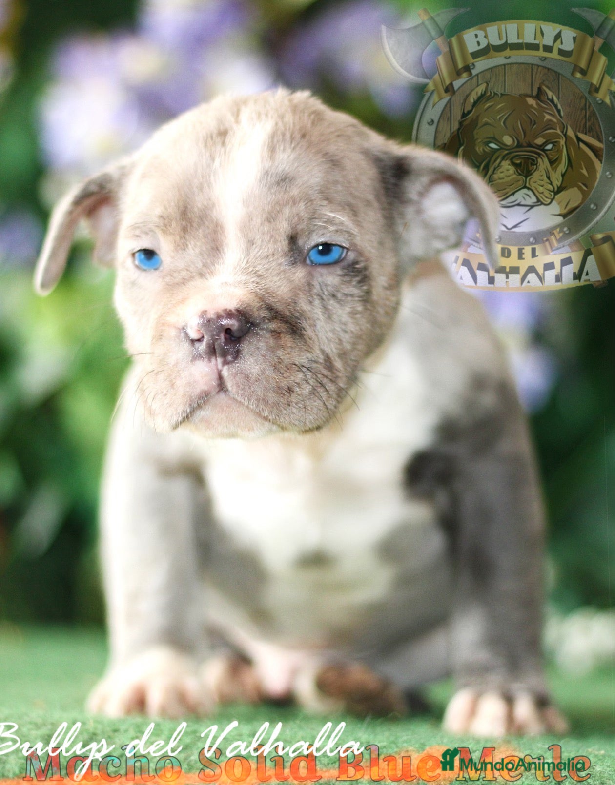 American Bully perros CRIADORES AMERICAN BULLYS , CAMADAS EN OFERTA!! en Sevilla - Anuncio 26