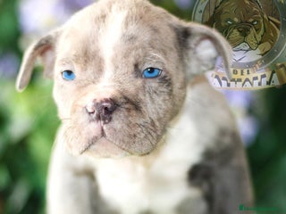 American Bully perros en Sevilla - Anuncio 35