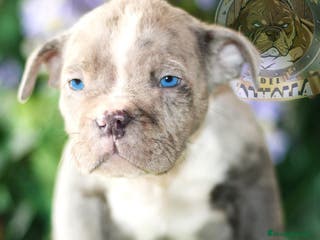American Bully perros CRIADORES AMERICAN BULLYS , CAMADAS EN OFERTA!! en Sevilla - Anuncio 30
