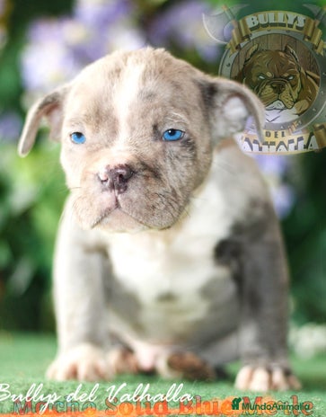 American Bully perros en Sevilla - Anuncio 13