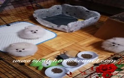 Pomerania perros en venta: Preciosos pomeranias americanos boo  - Imagen 1