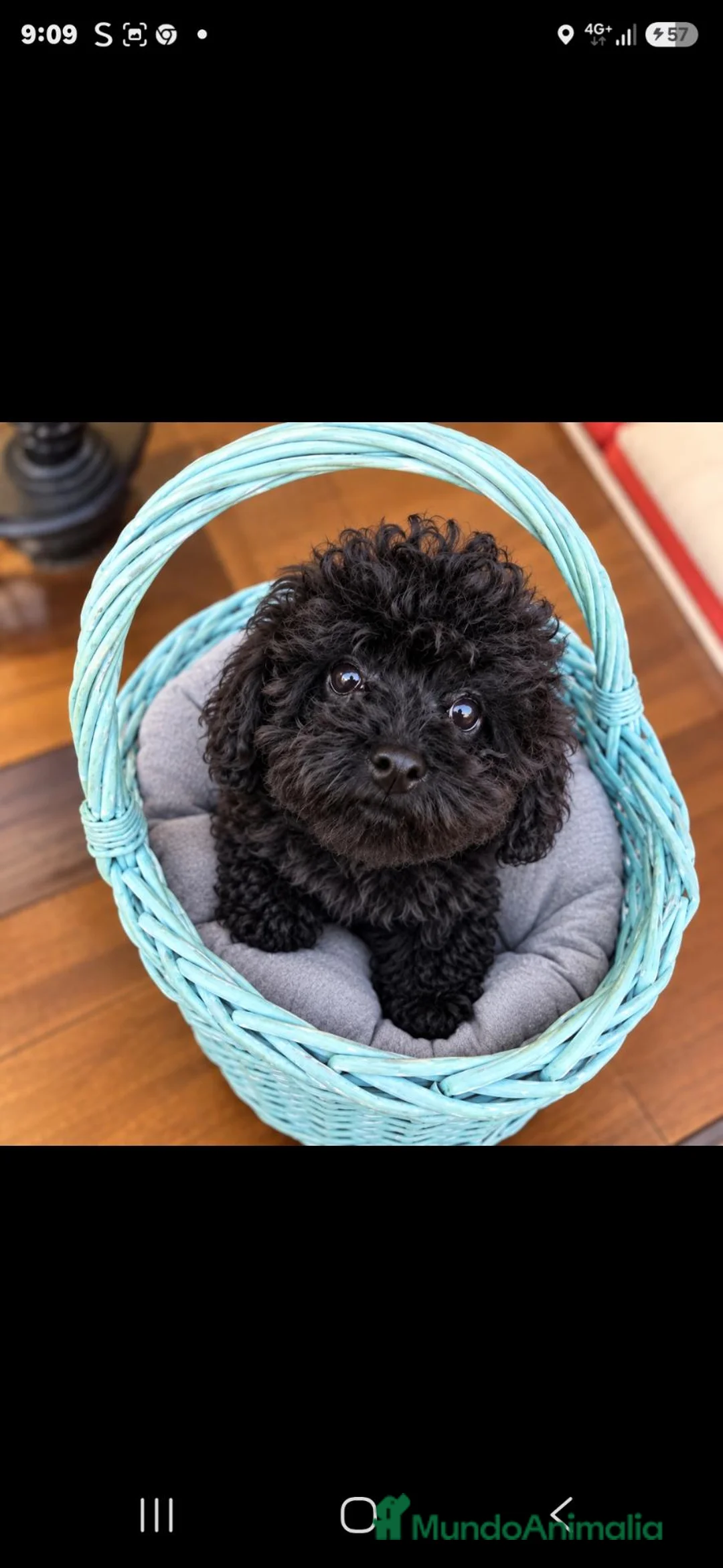 Caniche Toy perros en venta: Caniches toy chocolate - Anuncio 2