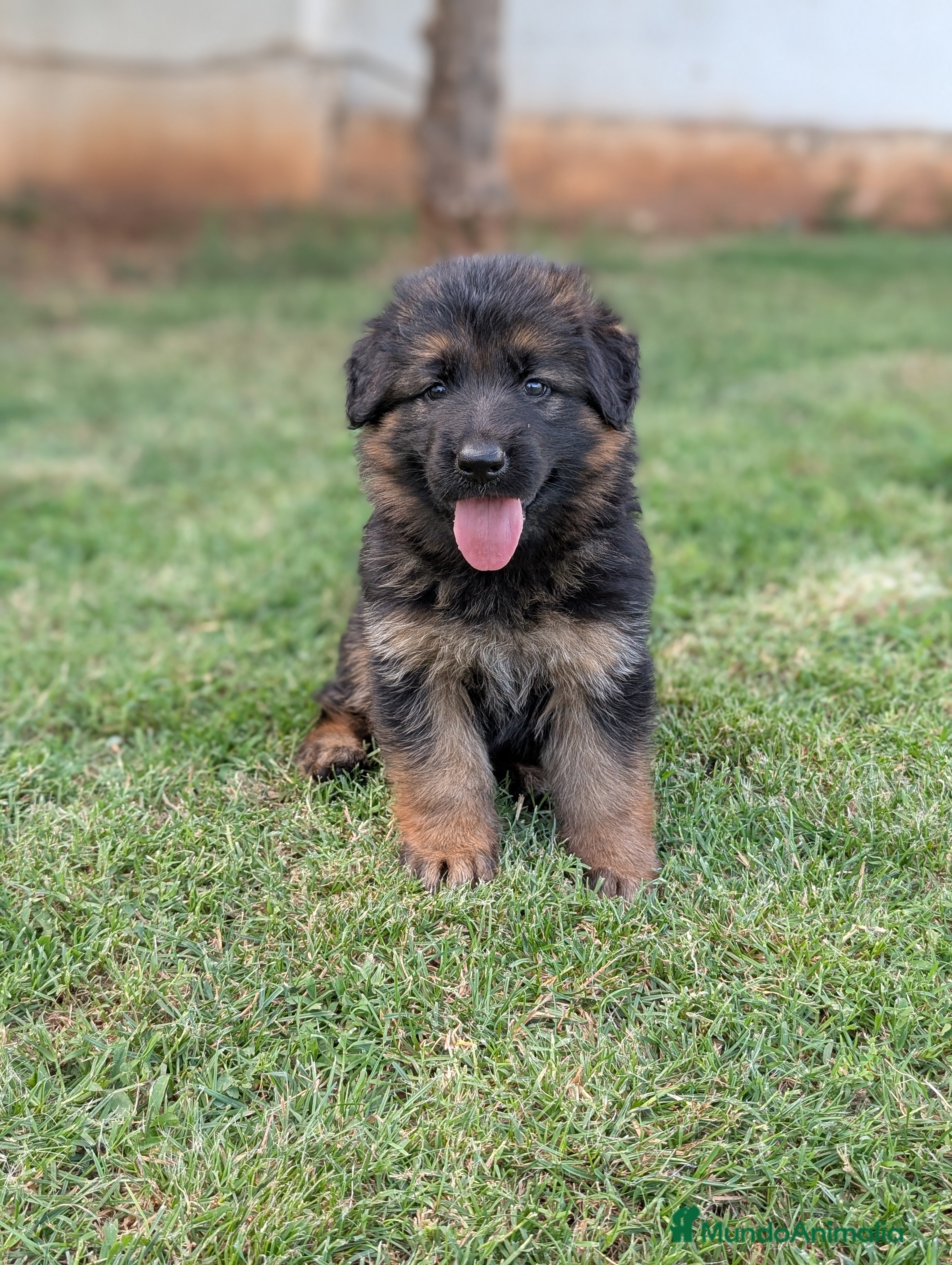 Pastor Alemán perros CACHORROS DE PASTOR ALEMÁN  - Anuncio 8