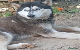 Raza Mixta perros en venta: Cachorros de sharpei con husky Siberiano  - Imagen 17