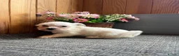 Bichón Maltés perros en venta: Bichón Maltés Cachorros  - Anuncio 3
