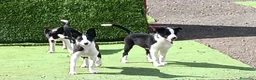 Border Collie perros en venta: Border Collie - Anuncio 7
