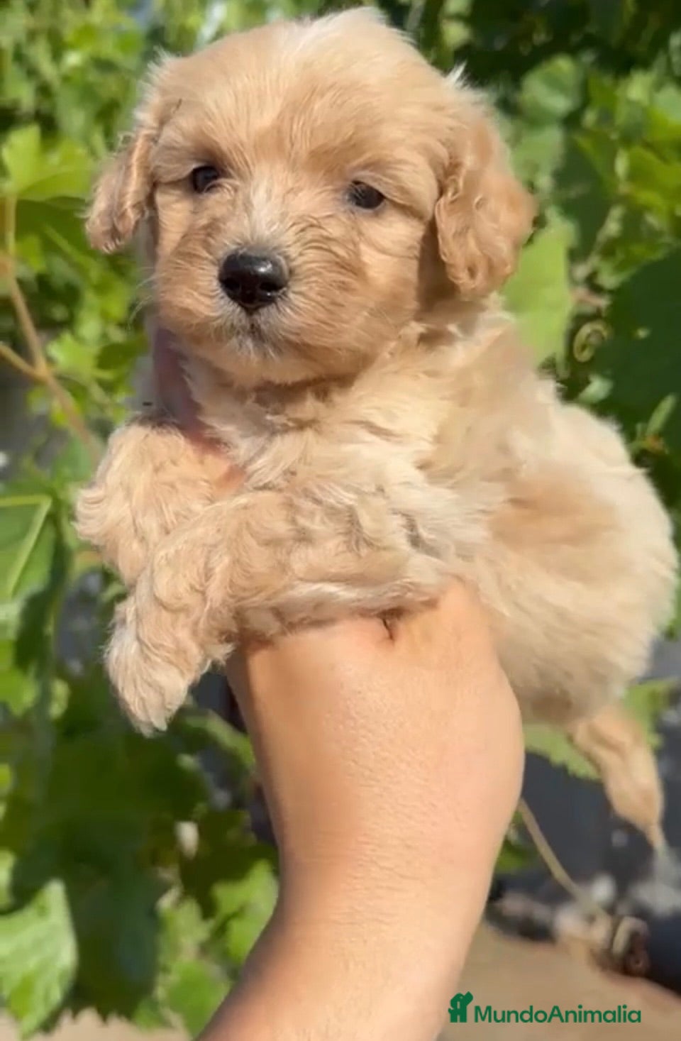 Maltipoo perros Maltipoo - Anuncio 1