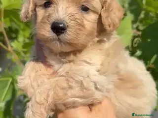 Maltipoo perros Maltipoo - Anuncio 1